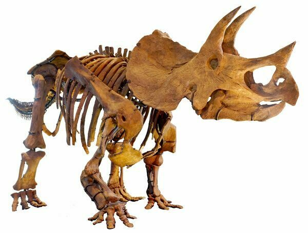 Mounted skeleton of a triceratops at the at Los Angeles Museum of Natural History.